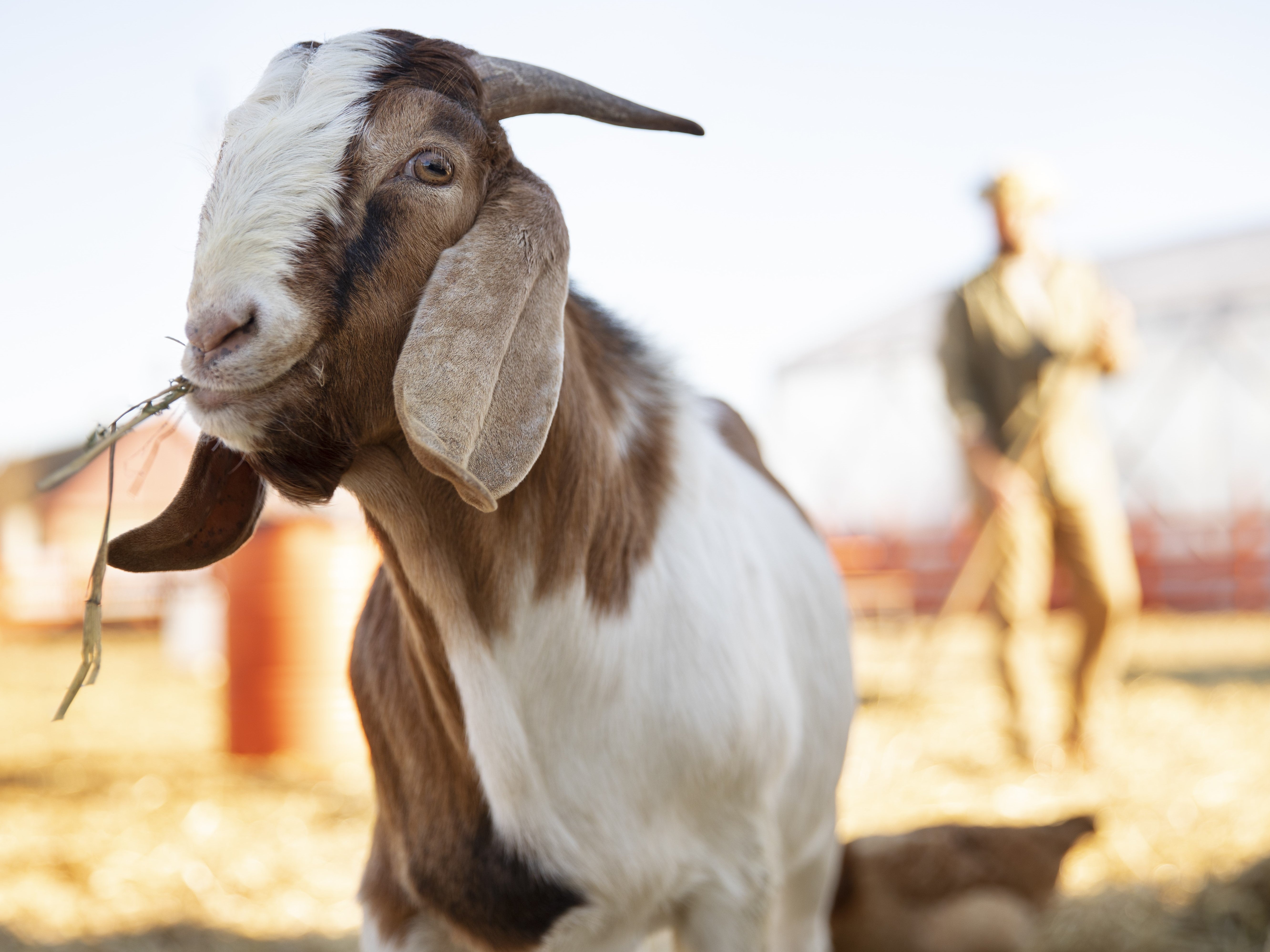 How to Use Spices to Enhance the Flavour of Qurbani Meat