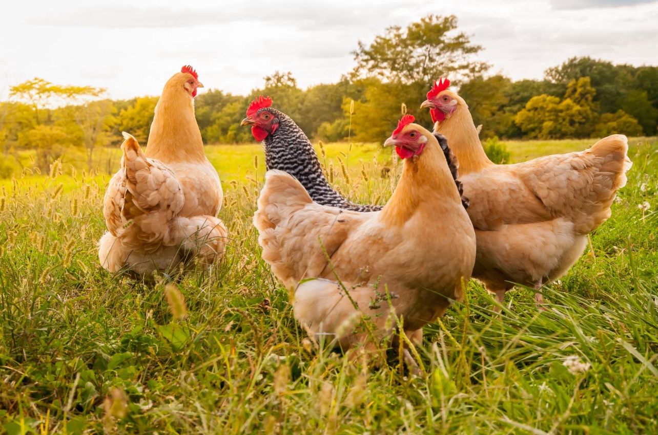 Why Spice Village Halal Meat Chooses Antibiotic Free — And Why You Should Too