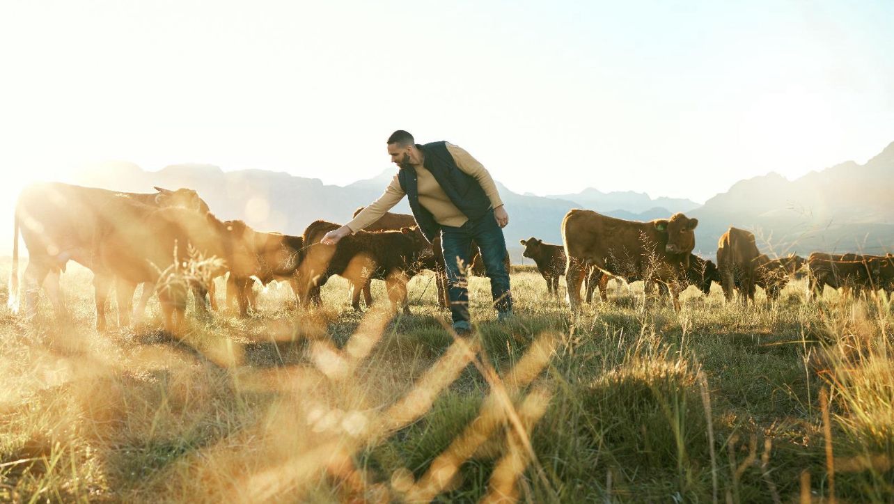 The Hidden Cost of Cheap Halal Meat