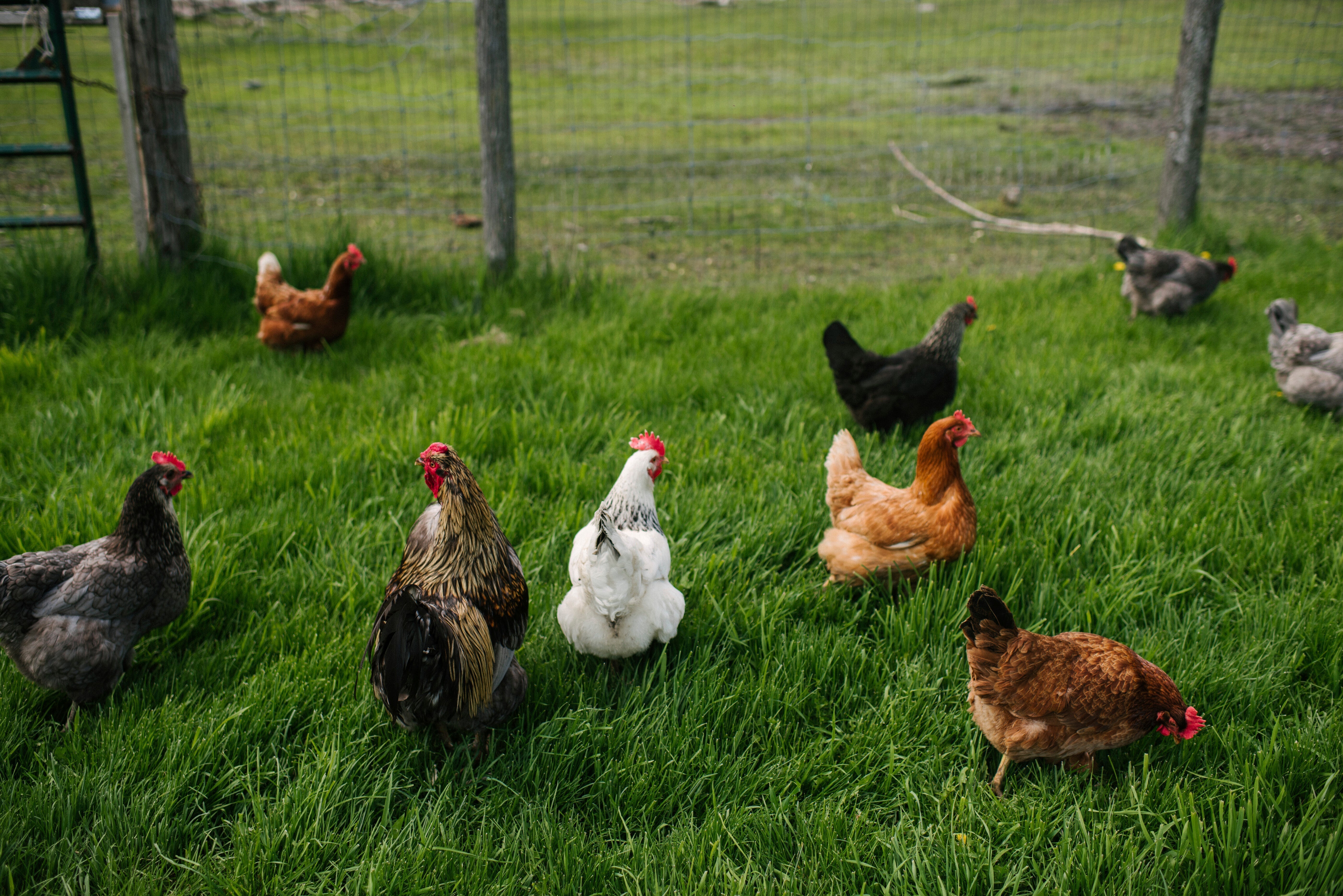 Free-Range vs Organic Halal Chicken: What's the Difference?