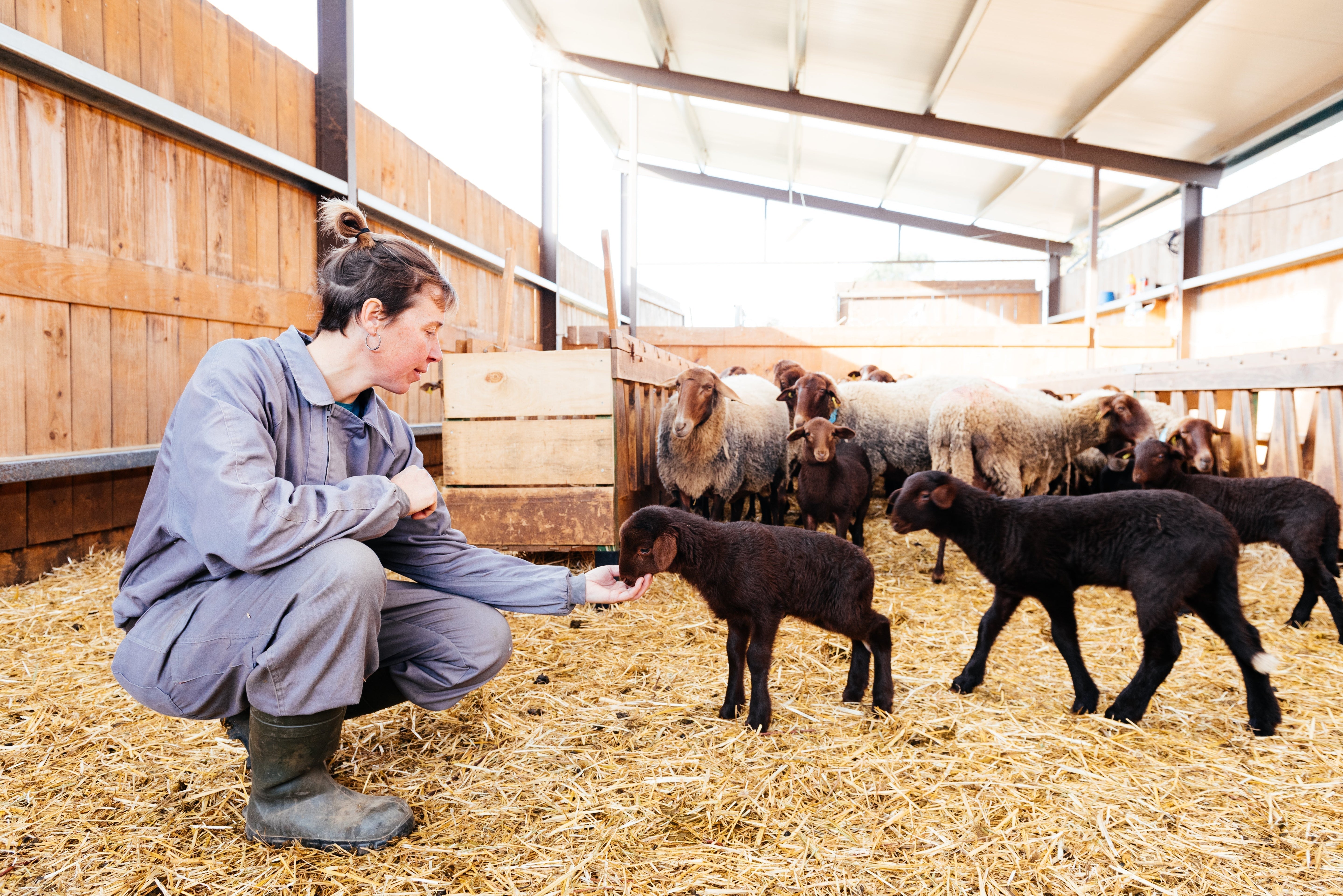 What Does Fully Traceable Halal Meat Mean?