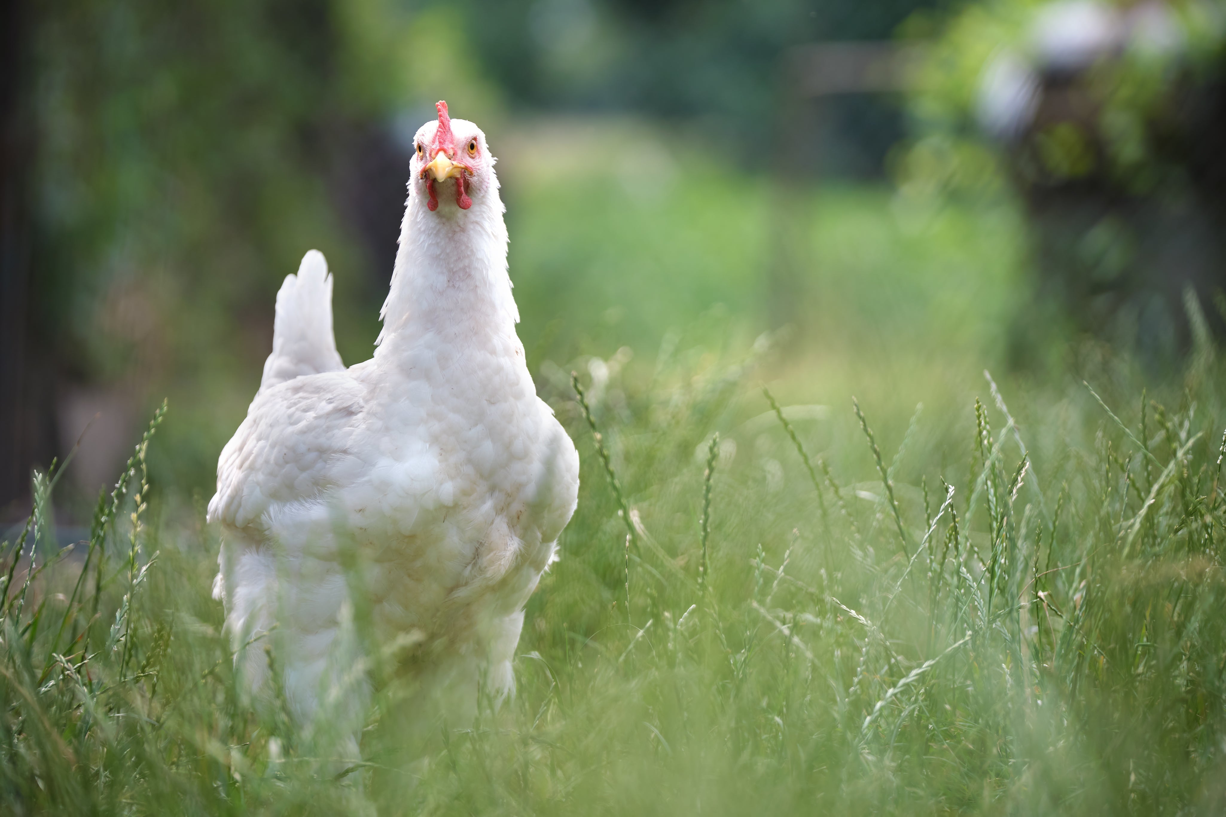 Does Halal Mean Free-Range or Organic?