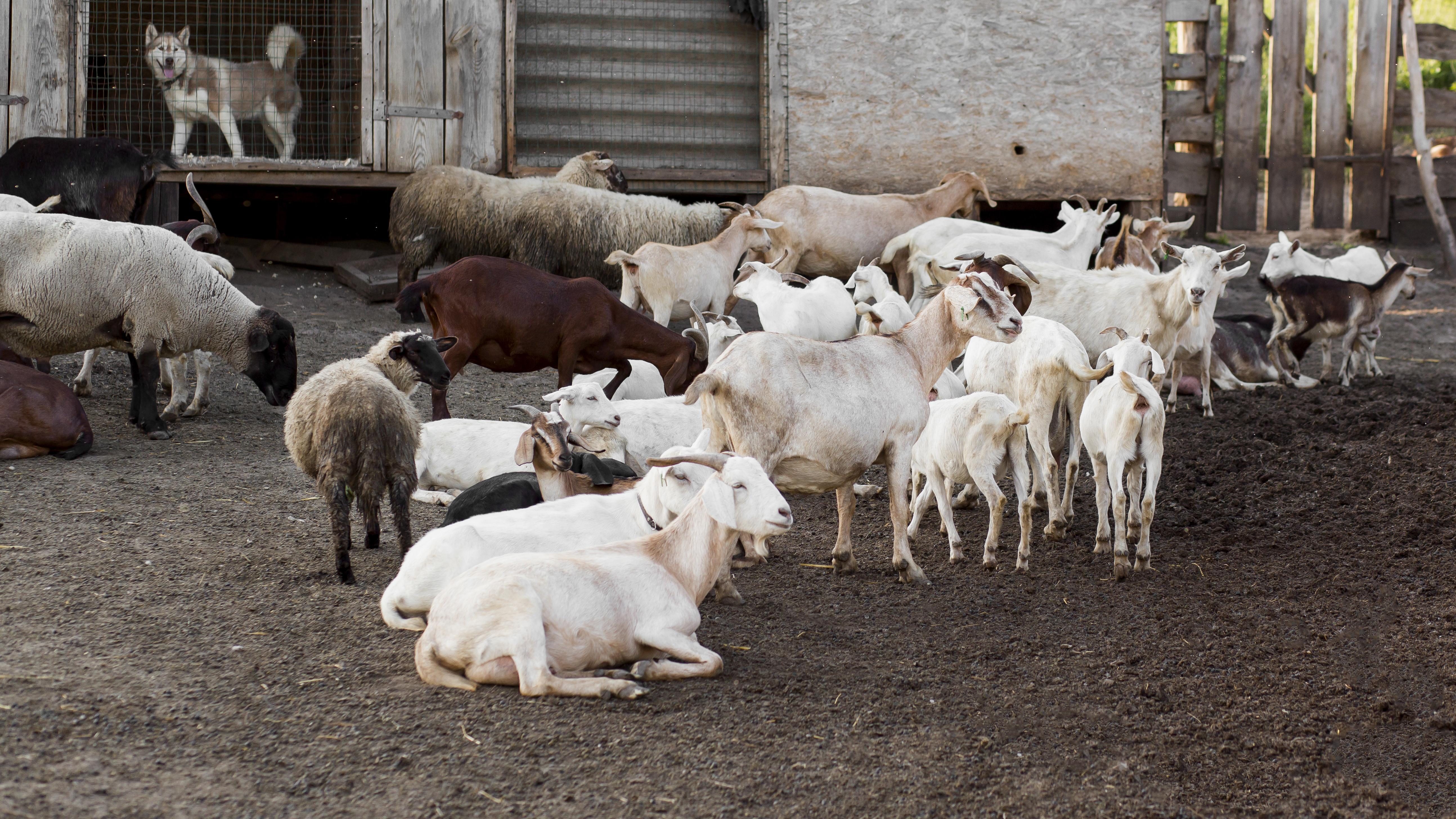 The Role of Spices in Qurbani Traditions