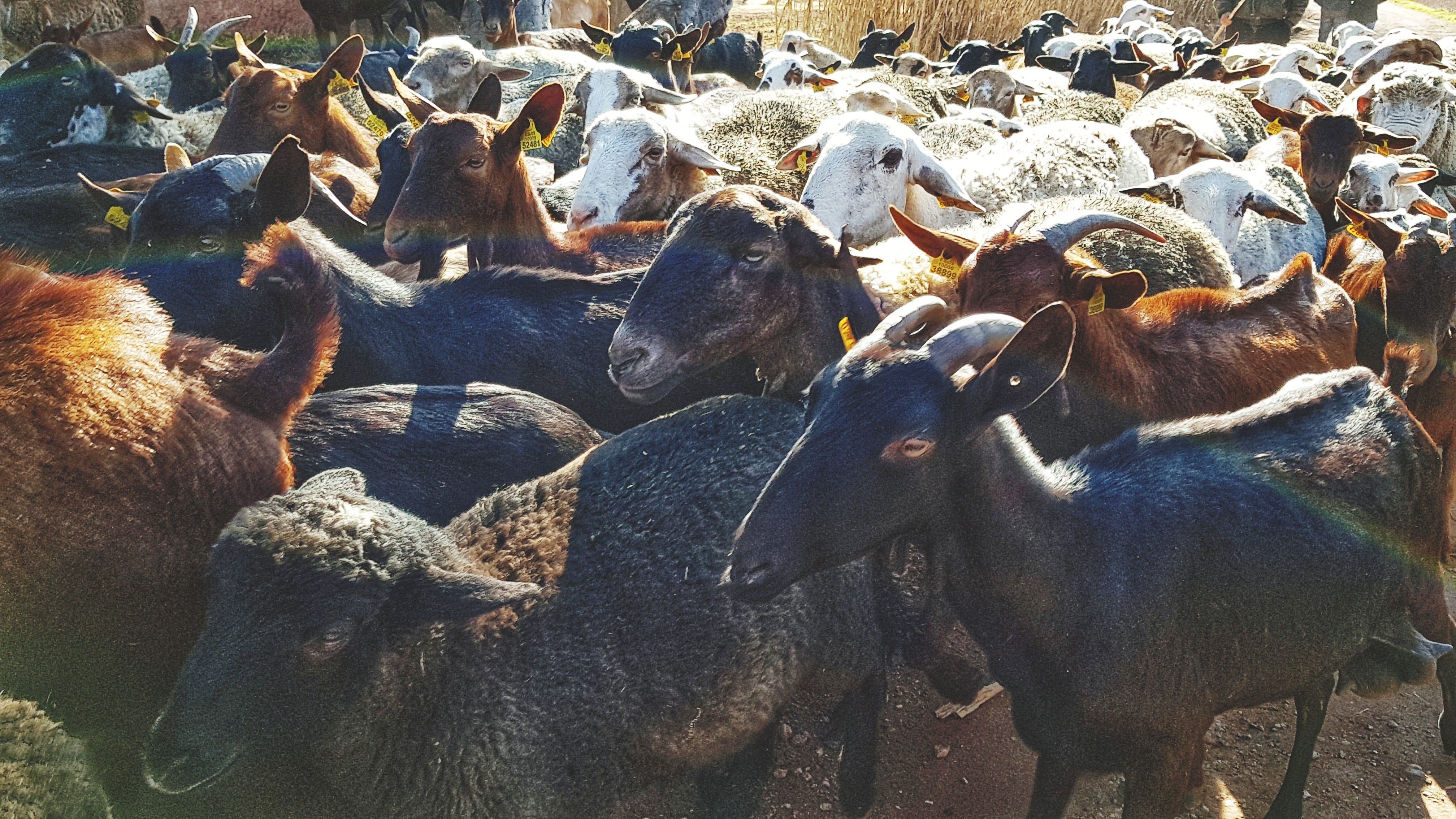 Faith, Convenience, and Community: How to Book Qurbani Online in the UK