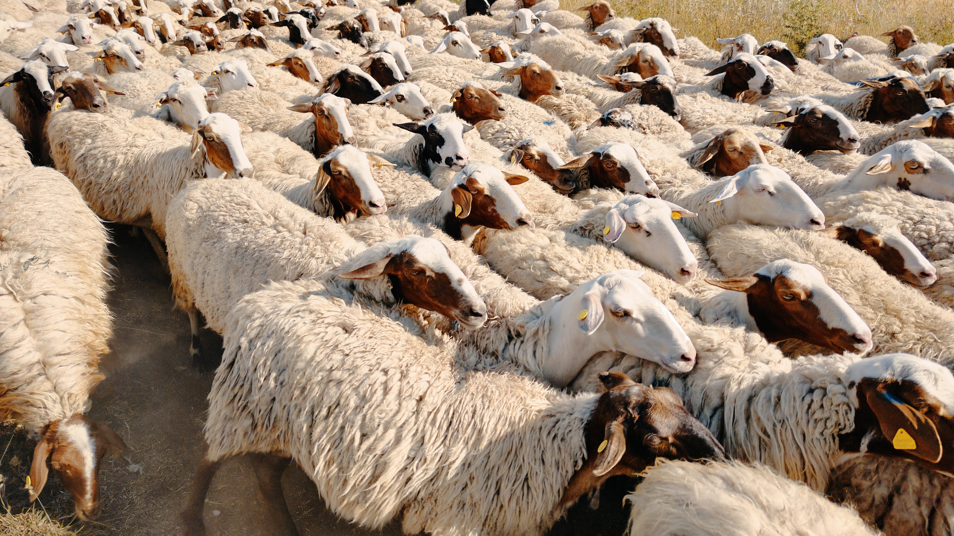 The Art of Qurbani: A Guide to Traditional Meat Preparation