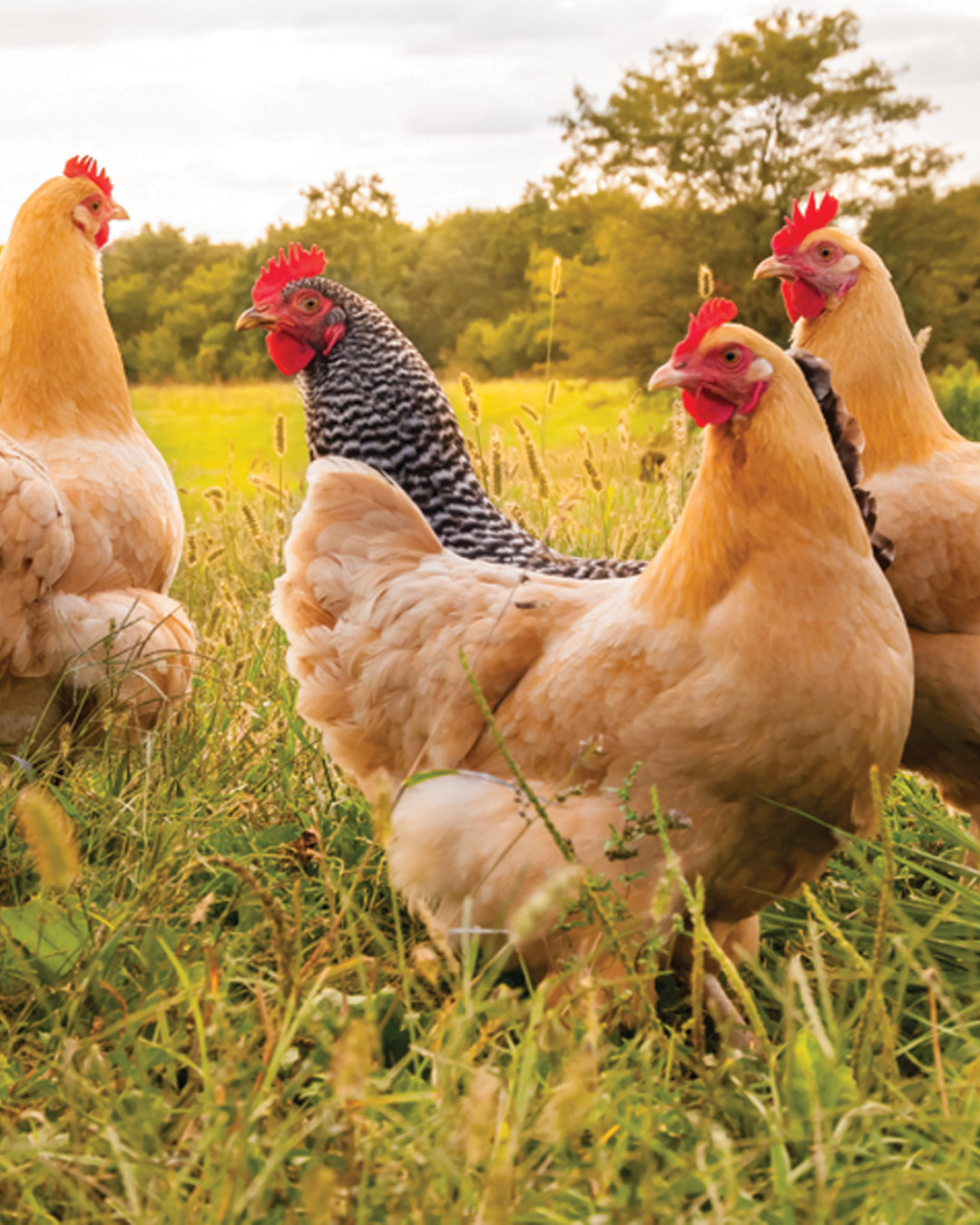Organic Chicken
